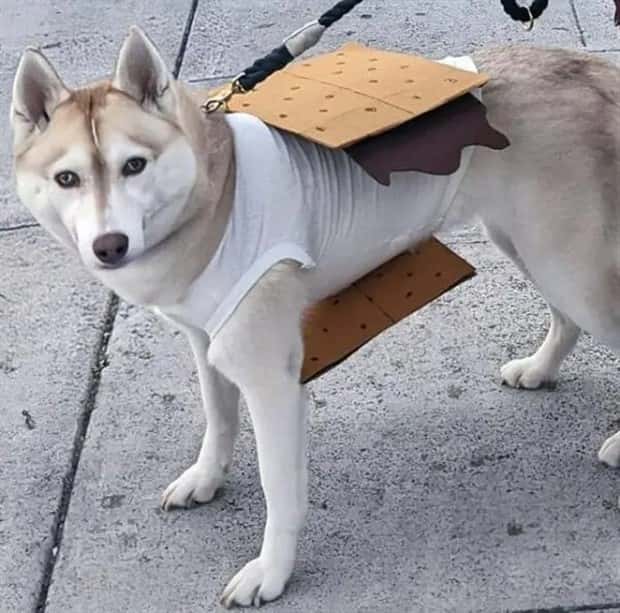 animals in costumes 14 Funny Costumed Animals That Won Every Heart (20 photos)
