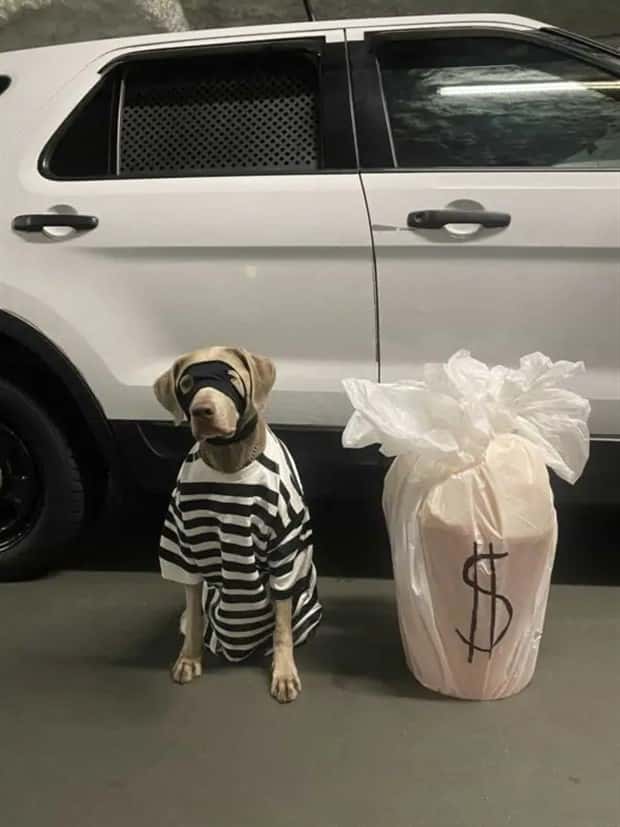 animals in costumes 15 Funny Costumed Animals That Won Every Heart (20 photos)