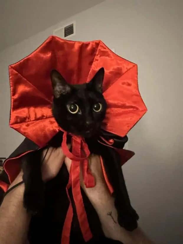 animals in costumes 16 Funny Costumed Animals That Won Every Heart (20 photos)