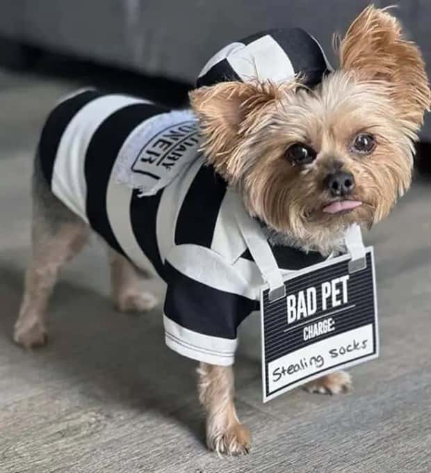 animals in costumes 17 Funny Costumed Animals That Won Every Heart (20 photos)
