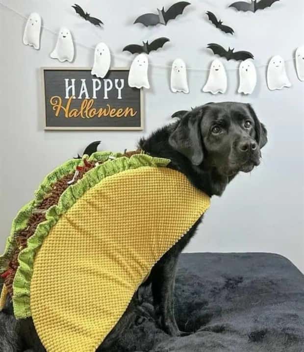 animals in costumes 18 Funny Costumed Animals That Won Every Heart (20 photos)