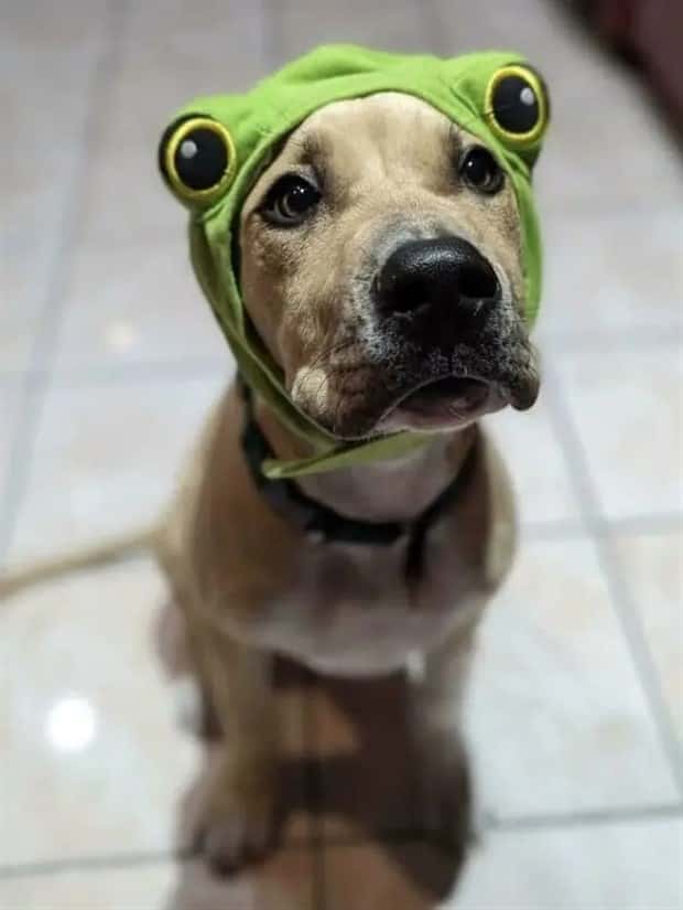 animals in costumes 19 Funny Costumed Animals That Won Every Heart (20 photos)