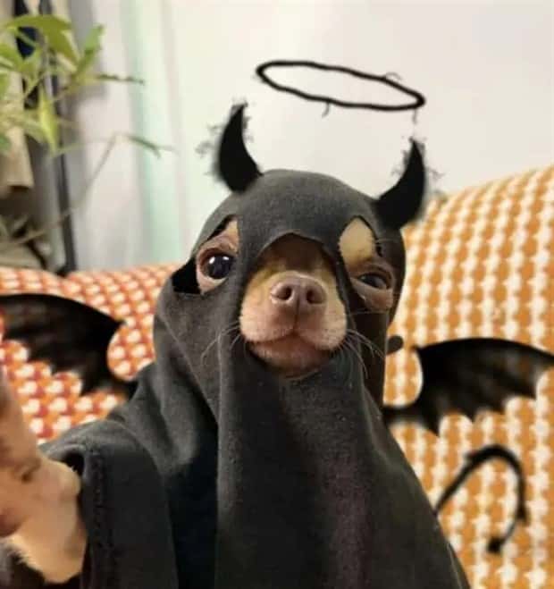 animals in costumes 2 Funny Costumed Animals That Won Every Heart (20 photos)