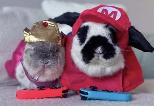 animals in costumes 20 Funny Costumed Animals That Won Every Heart (20 photos)