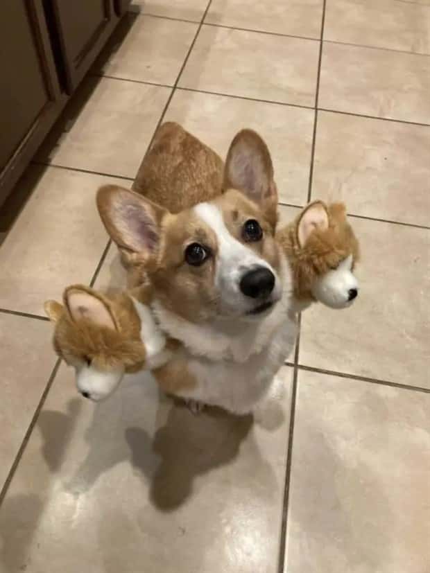 animals in costumes 3 Funny Costumed Animals That Won Every Heart (20 photos)