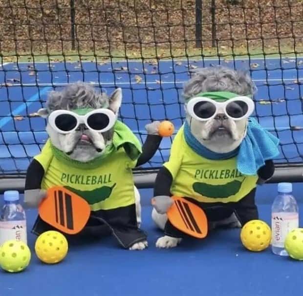 animals in costumes 4 Funny Costumed Animals That Won Every Heart (20 photos)