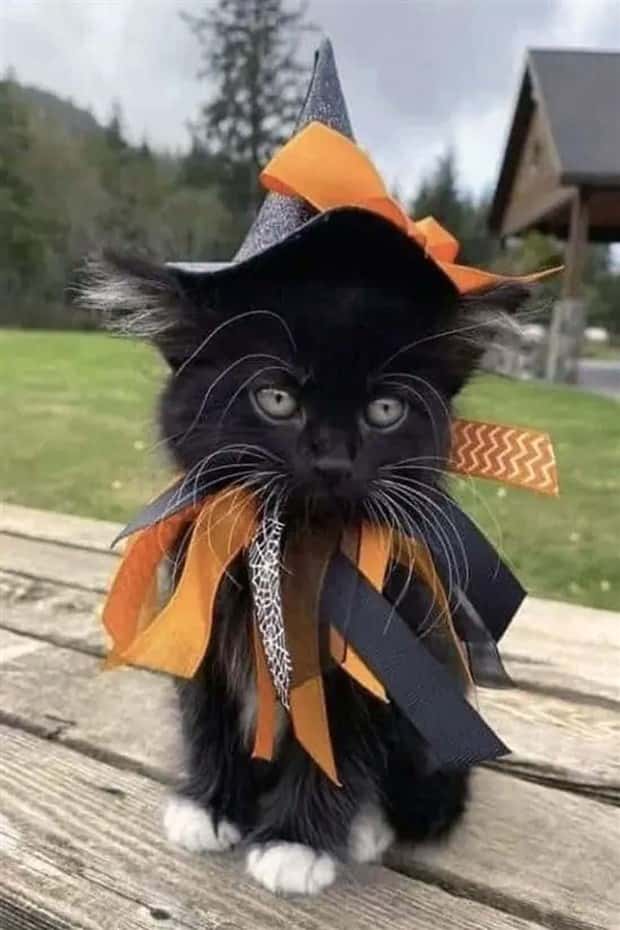 animals in costumes 5 Funny Costumed Animals That Won Every Heart (20 photos)