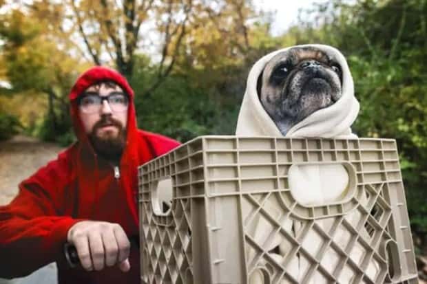 animals in costumes 6 Funny Costumed Animals That Won Every Heart (20 photos)