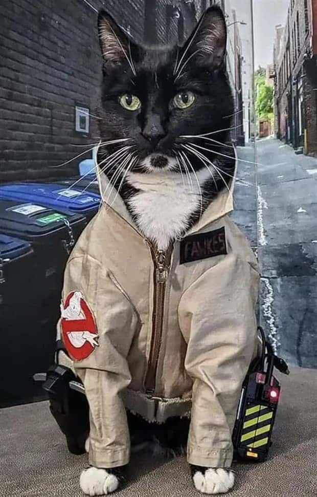 animals in costumes 7 Funny Costumed Animals That Won Every Heart (20 photos)