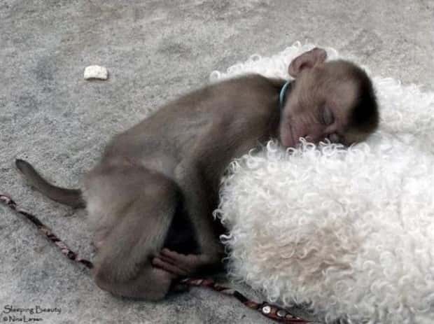 Get Ready for Funny Animals #445 (18 photos)