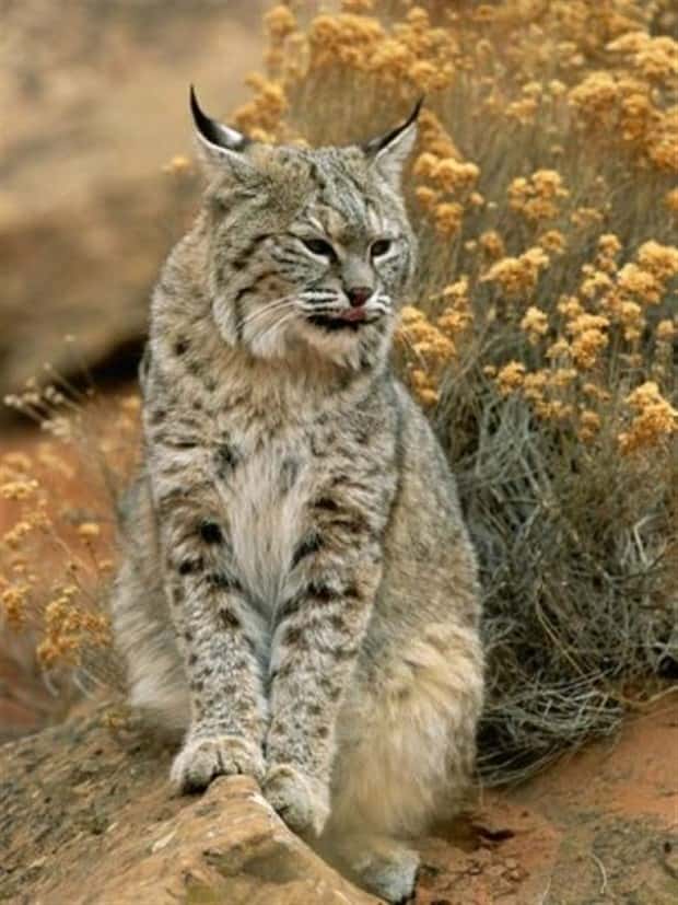 funny animals 10 2 Get Ready for Funny Animals #446 (19 photos)