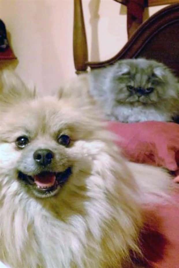 Get Ready for Funny Animals #448 (21 photos)