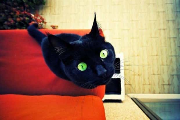 Get Ready for Funny Animals #445 (18 photos)