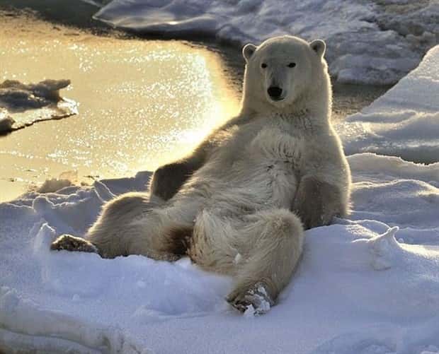 Get Ready for Funny Animals #448 (21 photos)