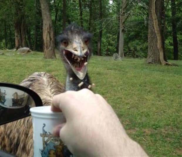 Get Ready for Funny Animals #448 (21 photos)