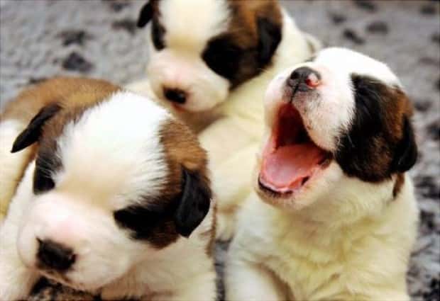 Get Ready for Funny Animals #445 (18 photos)