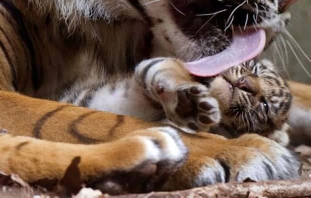 funny animals 14 2 Get Ready for Funny Animals #446 (19 photos)
