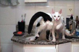 Get Ready for Funny Animals #447 (22 photos)
