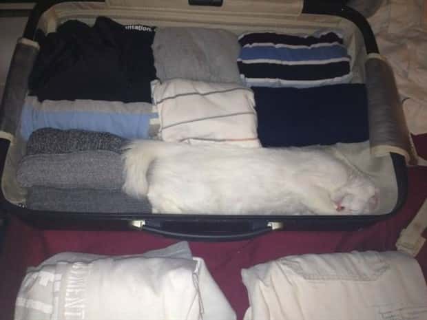 Get Ready for Funny Animals #448 (21 photos)