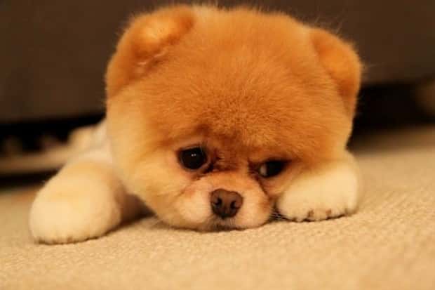Get Ready for Funny Animals #445 (18 photos)