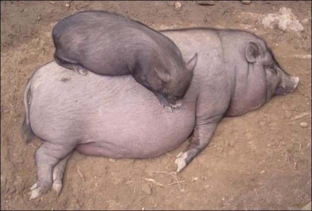 funny animals 15 2 Get Ready for Funny Animals #446 (19 photos)
