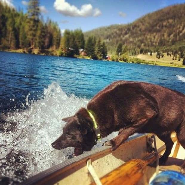 Get Ready for Funny Animals #448 (21 photos)