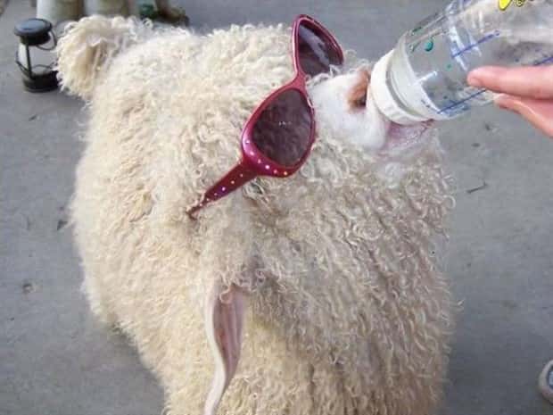 Get Ready for Funny Animals #445 (18 photos)