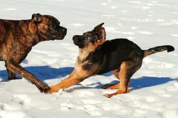 funny animals 16 2 Get Ready for Funny Animals #446 (19 photos)
