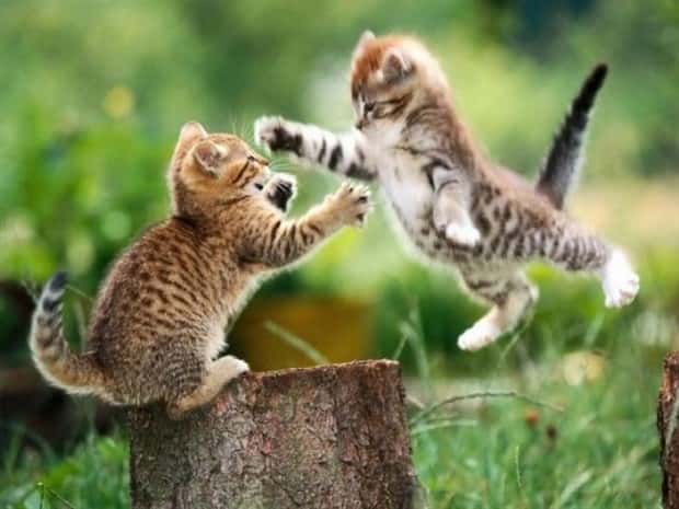 Get Ready for Funny Animals #445 (18 photos)
