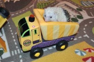 Get Ready for Funny Animals #448 (21 photos)