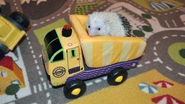 Get Ready for Funny Animals #448 (21 photos)