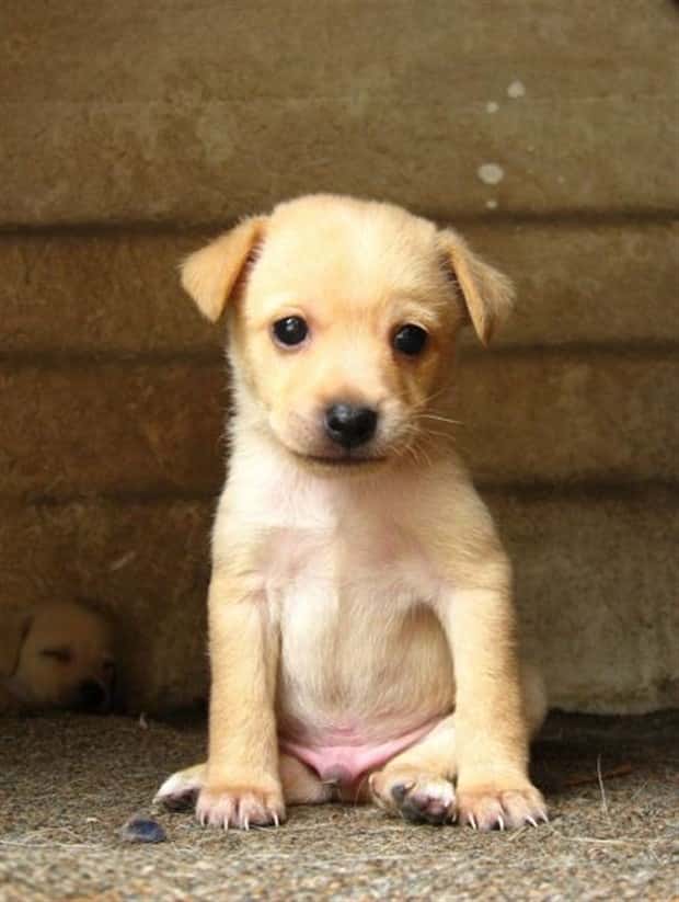 Get Ready for Funny Animals #445 (18 photos)