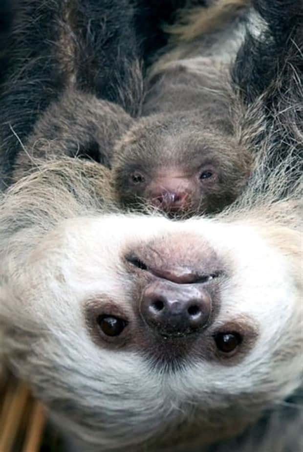 funny animals 18 2 Get Ready for Funny Animals #446 (19 photos)
