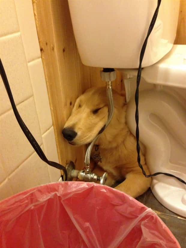 Get Ready for Funny Animals #448 (21 photos)