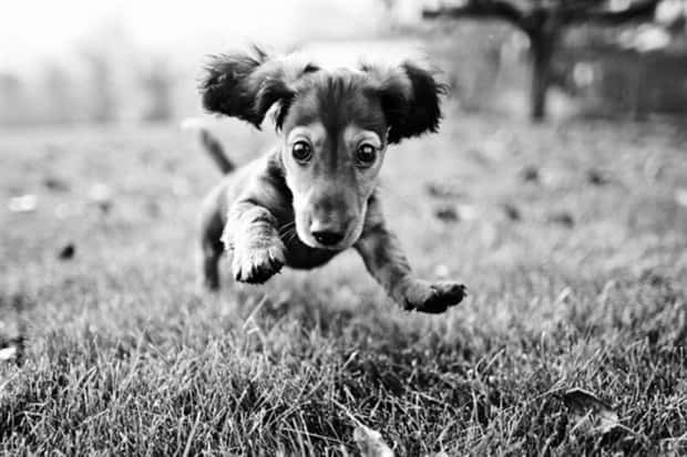funny animals 19 1 Get Ready for Funny Animals #446 (19 photos)