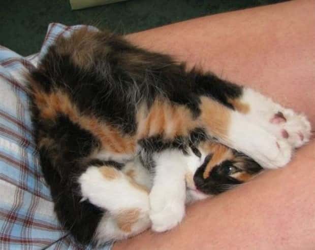 Get Ready for Funny Animals #445 (18 photos)