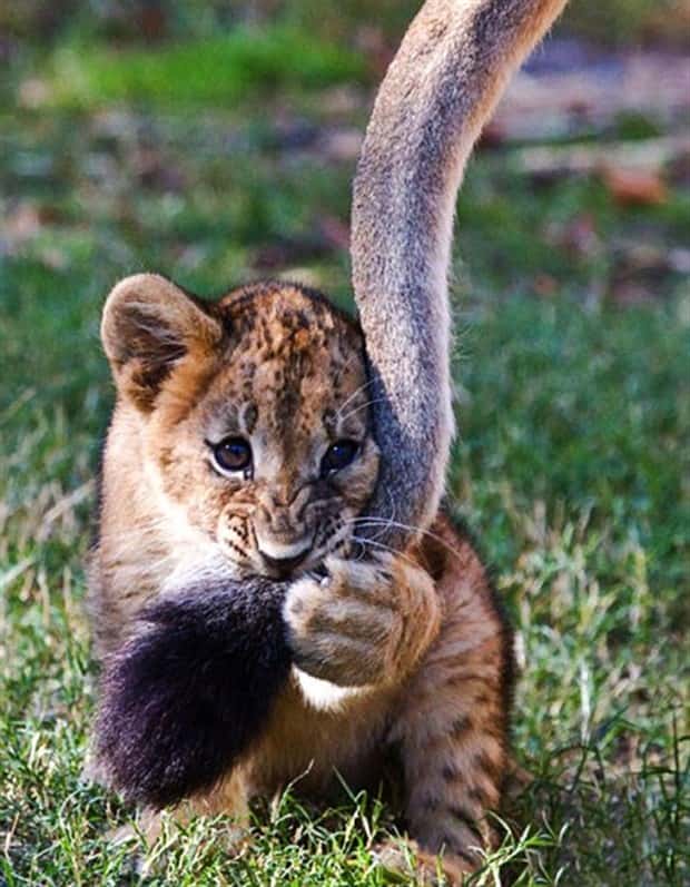 funny animals 2 2 Get Ready for Funny Animals #446 (19 photos)