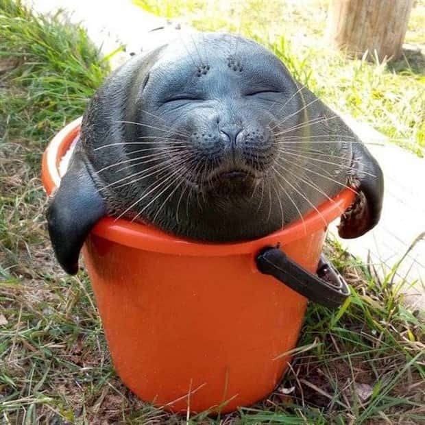 Get Ready for Funny Animals #448 (21 photos)