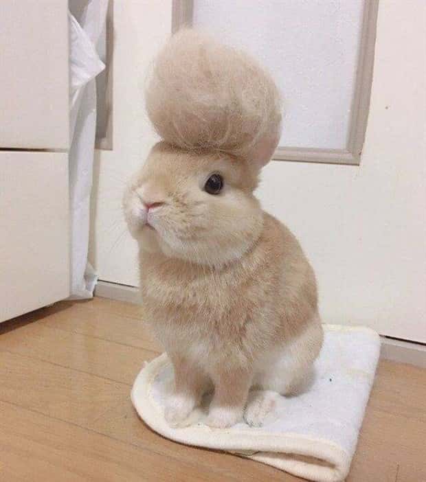 Get Ready for Funny Animals #448 (21 photos)