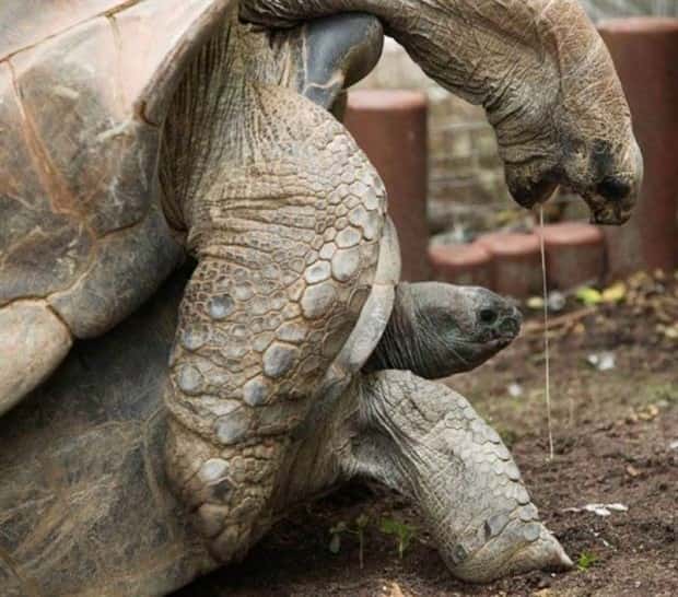 Get Ready for Funny Animals #445 (18 photos)