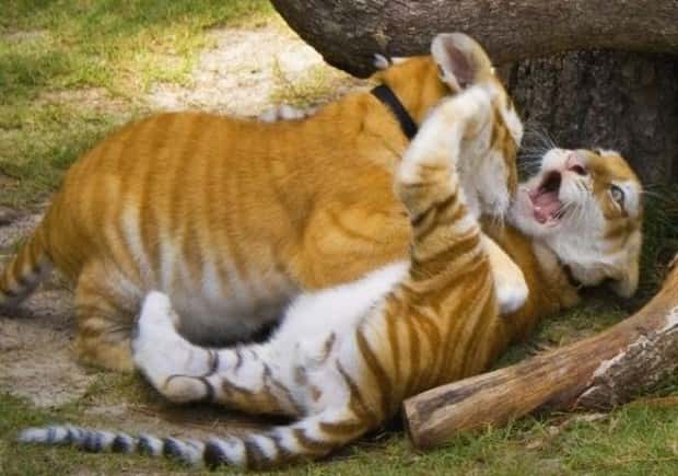 Get Ready for Funny Animals #445 (18 photos)
