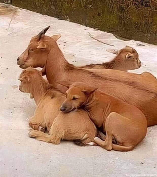 Get Ready for Funny Animals #448 (21 photos)