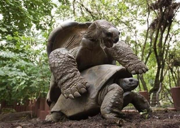 Get Ready for Funny Animals #445 (18 photos)