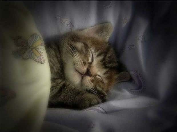 funny animals 5 2 Get Ready for Funny Animals #446 (19 photos)