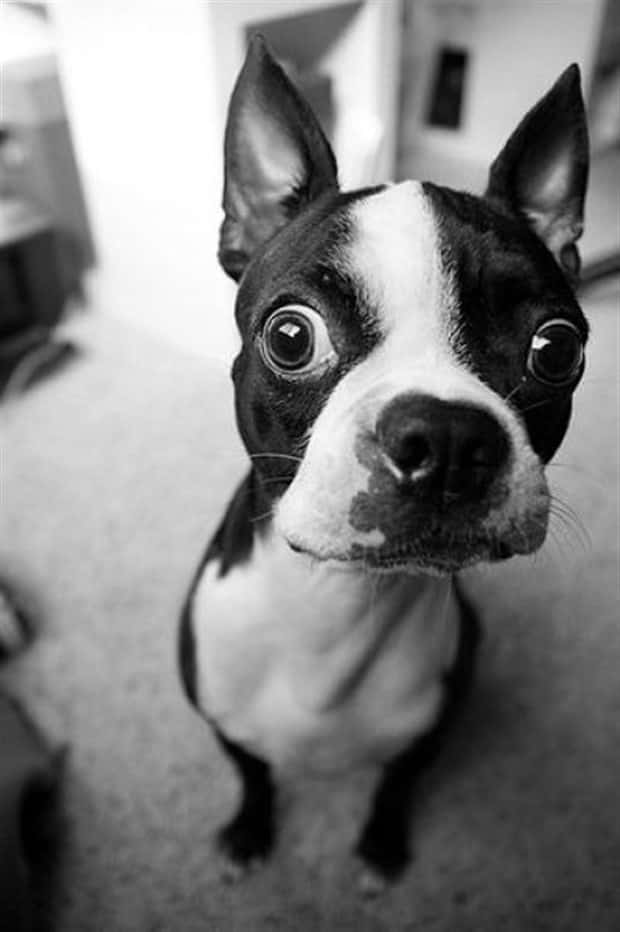 Get Ready for Funny Animals #448 (21 photos)