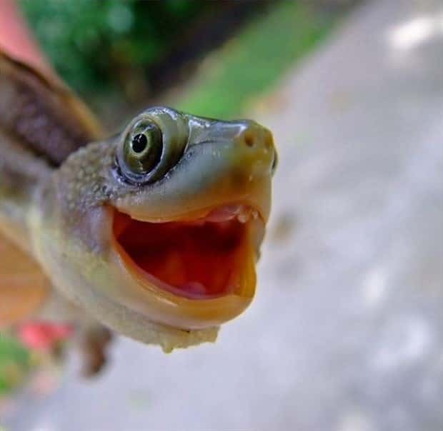 Get Ready for Funny Animals #445 (18 photos)
