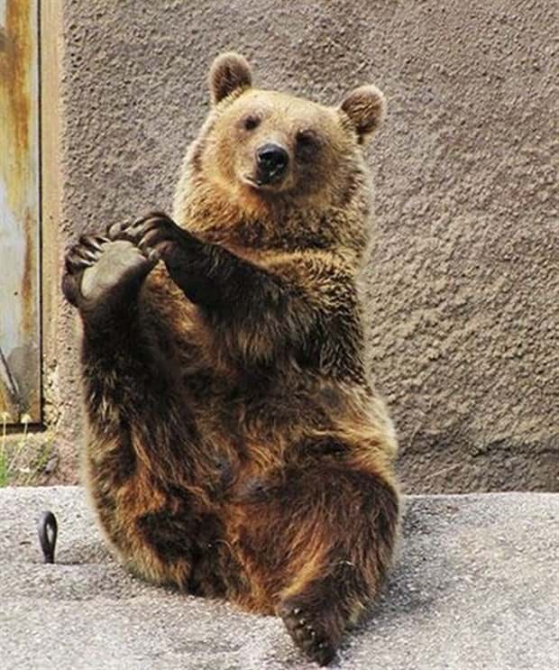 Get Ready for Funny Animals #448 (21 photos)