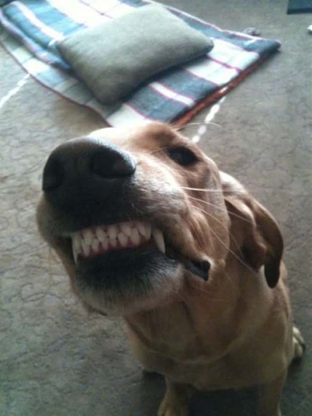 Get Ready for Funny Animals #445 (18 photos)