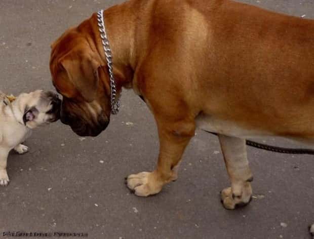 Get Ready for Funny Animals #448 (21 photos)