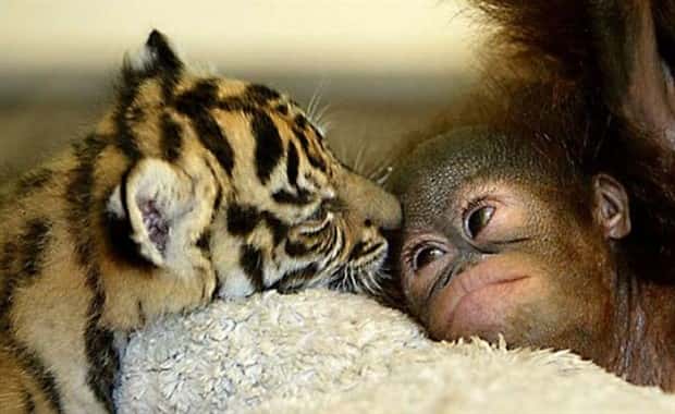 funny animals 8 2 Get Ready for Funny Animals #446 (19 photos)